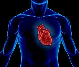 הלב האדם