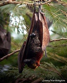 עטלף פירות זהוב-כיפה