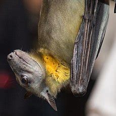 עטלף פרי זהוב-בטן