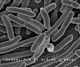 חיידקים