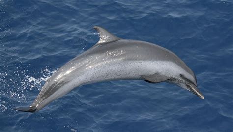 דולפין מצוי קצר חוטם